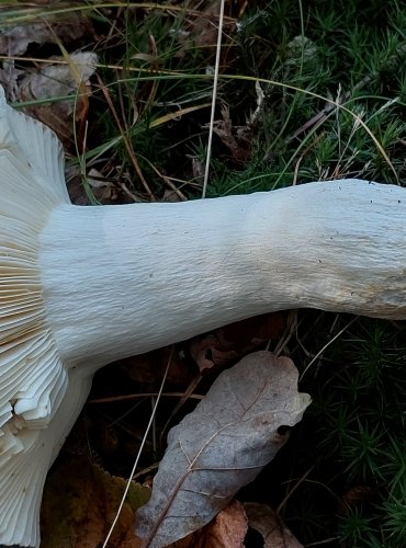 HOLUBINKA ČERNONACHOVÁ (Russula atropurpurea) FOTO: Marta Knauerová, 2022