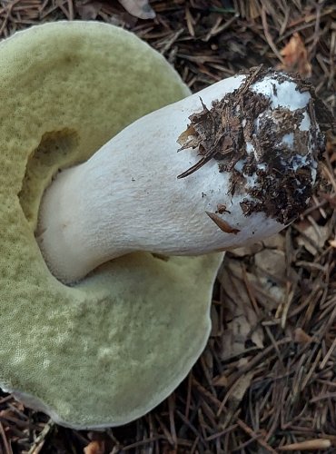 HŘIB SMRKOVÝ (Boletus edulis) FOTO: Marta Knauerová, 2022