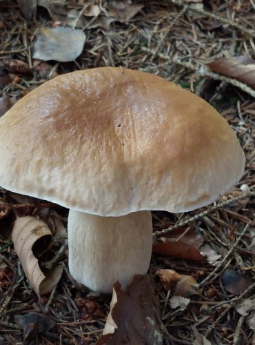 HŘIB SMRKOVÝ (Boletus edulis) FOTO: Marta Knauerová, 2022
