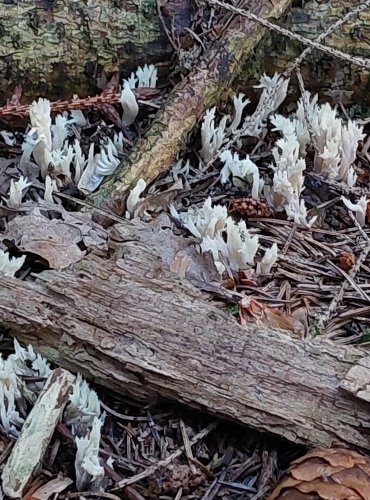 KUŘÁTEČKO HŘEBENITÉ (Clavulina coralloides) FOTO: Marta Knauerová, 2022