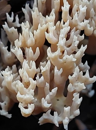 KUŘÁTEČKO HŘEBENITÉ (Clavulina coralloides) FOTO: Marta Knauerová, 2022