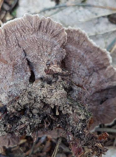 PLESŇÁK ZEMNÍ (Thelephora terrestris) FOTO: Marta Knauerová, 2022