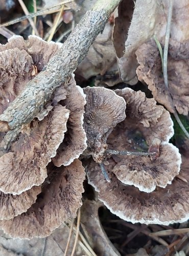 PLESŇÁK ZEMNÍ (Thelephora terrestris) FOTO: Marta Knauerová, 2022