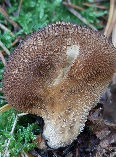 PÝCHAVKA HORSKÁ (Lycoperdon nigrescens) FOTO: Marta Knauerová, 2022