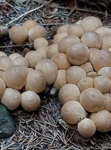 PÝCHAVKA HRUŠKOVITÁ (Lycoperdon pyriforme) FOTO: Marta Knauerová, 2022