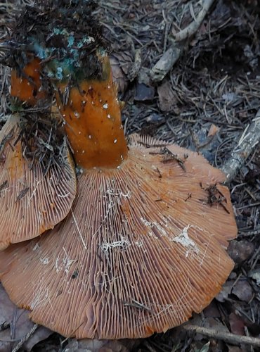 RYZEC SMRKOVÝ (Lactarius deterrimus) FOTO: Marta Knauerová, 2022