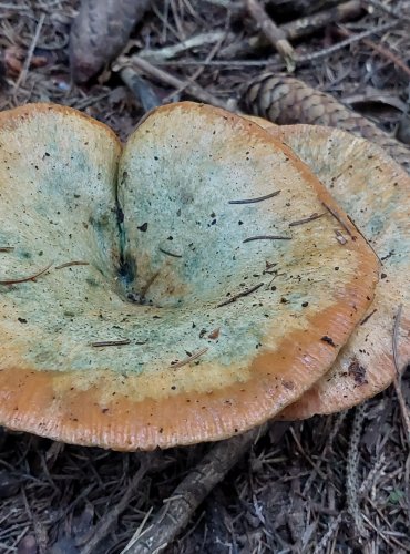 RYZEC SMRKOVÝ (Lactarius deterrimus) FOTO: Marta Knauerová, 2022