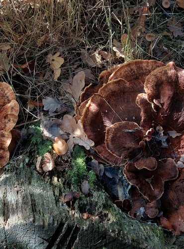 VĚJÍŘOVEC OBROVSKÝ (Meripilus giganteus) FOTO: Marta Knauerová, 2022