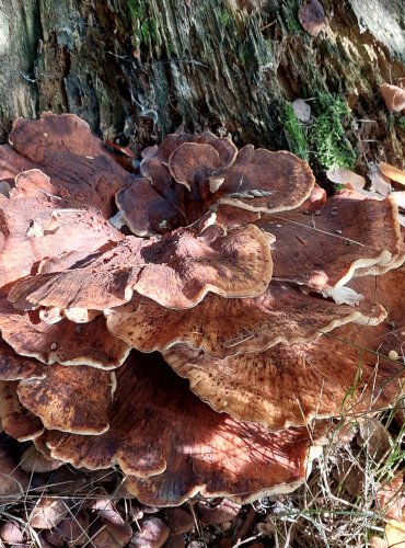 VĚJÍŘOVEC OBROVSKÝ (Meripilus giganteus) FOTO: Marta Knauerová, 2022