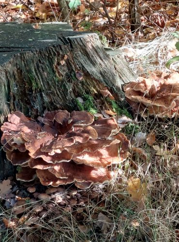 VĚJÍŘOVEC OBROVSKÝ (Meripilus giganteus) FOTO: Marta Knauerová, 2022