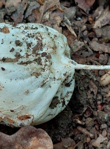 HADOVKA SMRDUTÁ (Phallus impudicus), vajíčko, FOTO: Marta Knauerová, 6/2023