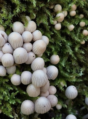 HNOJNÍK NASETÝ (Coprinellus disseminatus) FOTO: Marta Knauerová, 6/2023