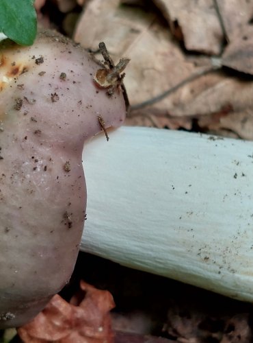 HOLUBINKA DOUPŇÁKOVÁ (Russula grisea) FOTO: Marta Knauerová, 6/2023