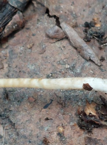 KŘEHUTKA bez bližšího určení (Psathyrella sp.) FOTO: Marta Knauerová, 6/20223