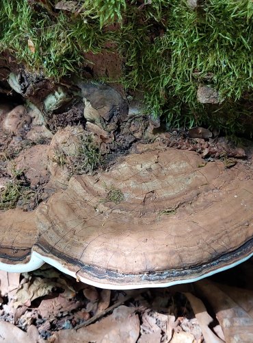 LESKLOKORKA PLOSKÁ (Ganoderma applanatum) FOTO: Marta Knauerová, 6/2023 