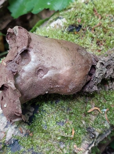 PÝCHAVKA PALICOVITÁ (Lycoperdon excipuliforme) loňská plodnice, FOTO: Marta Knauerová, 6/2023