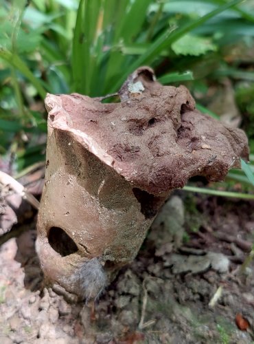 PÝCHAVKA PALICOVITÁ (Lycoperdon excipuliforme) loňská plodnice, FOTO: Marta Knauerová, 6/2023