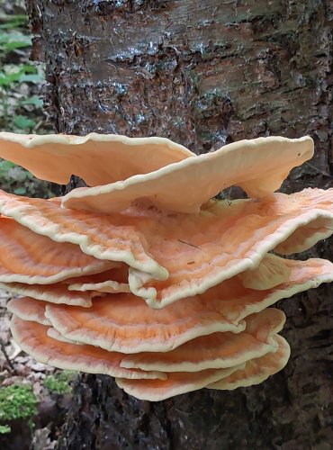 SÍROVEC ŽLUTOORANŽOVÝ (Laetiporus sulphureus) FOTO: Marta Knauerová, 6/2023