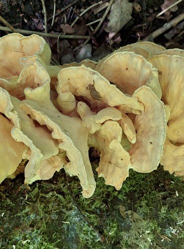 SÍROVEC ŽLUTOORANŽOVÝ (Laetiporus sulphureus) FOTO: Marta Knauerová, 6/2023