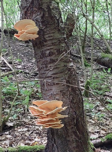 SÍROVEC ŽLUTOORANŽOVÝ (Laetiporus sulphureus) FOTO: Marta Knauerová, 6/2023