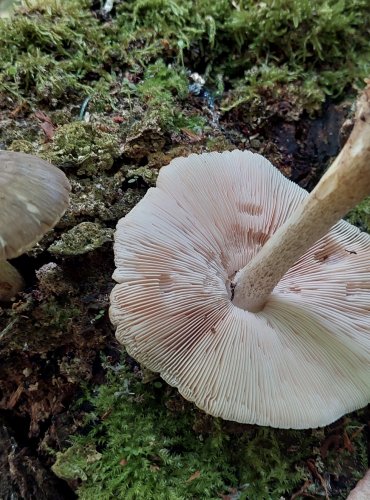 ŠTÍTOVKA JELENÍ (Pluteus cervinus) FOTO: Marta Knauerová, 6/2023