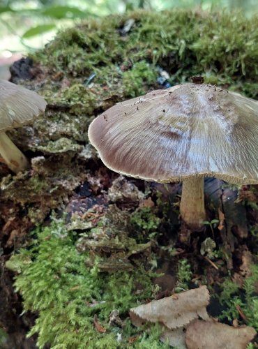 ŠTÍTOVKA JELENÍ (Pluteus cervinus) FOTO: Marta Knauerová, 6/2023