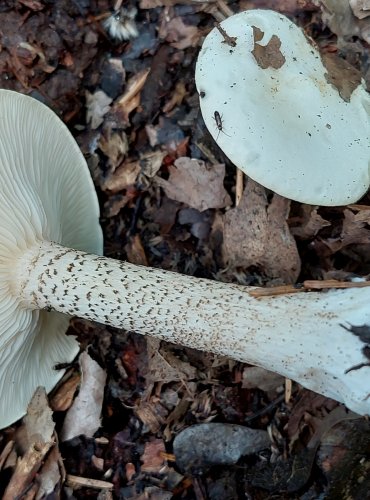 TMAVOBĚLKA BRADAVČITÁ (Melanoleuca verrucipes) FOTO: Marta Knauerová, 6/2023