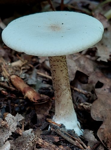 TMAVOBĚLKA BRADAVČITÁ (Melanoleuca verrucipes) FOTO: Marta Knauerová, 6/2023