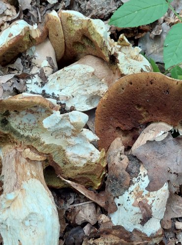 HŘIB DUBOVÝ (Boletus reticulatus) FOTO: Marta Knauerová, 6/2023