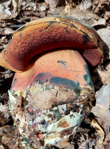 HŘIB KOVÁŘ (Neoboletus luridiformis) FOTO: Marta Knauerová, 6/2023