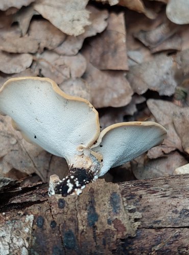 CHOROŠ MĚNLIVÝ (Polyporus varius) FOTO: Marta Knauerová, 6/2023