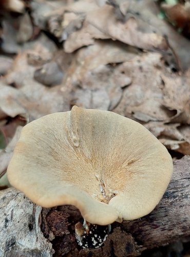 CHOROŠ MĚNLIVÝ (Polyporus varius) FOTO: Marta Knauerová, 6/2023