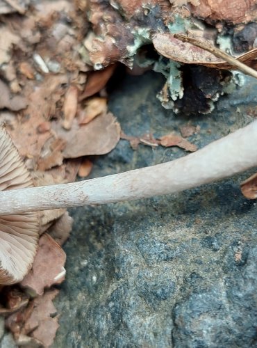 KŘEHUTKA bez bližšího určení (Psathyrella sp.) FOTO: Marta Knauerová, 6/20223