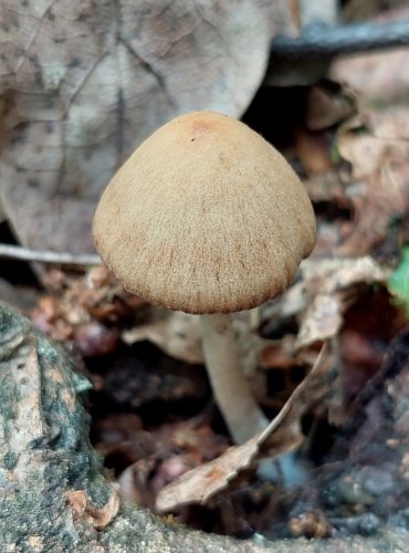 KŘEHUTKA bez bližšího určení (Psathyrella sp.) FOTO: Marta Knauerová, 6/20223