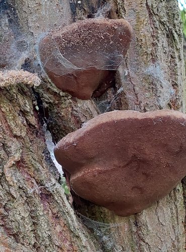 OHŇOVEC OBECNÝ (Phellinus igniarius) FOTO: Marta Knauerová, 6/2023