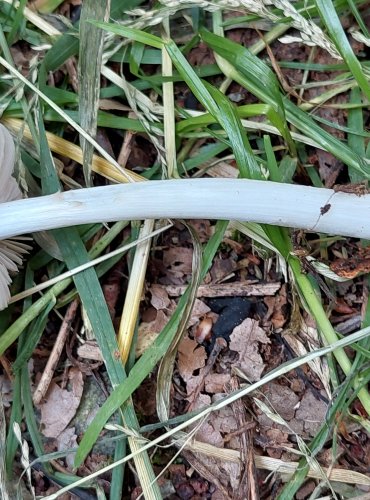 ŠTÍTOVKA ŠEDOHNĚDÁ (Pluteus cinereofuscus) FOTO: Marta Knauerová, 6/2023