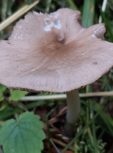 ŠTÍTOVKA ŠEDOHNĚDÁ (Pluteus cinereofuscus) FOTO: Marta Knauerová, 6/2023