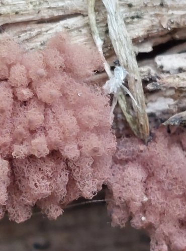 VLNATKA ČERVENÁ (Arcyria denudata) hlenka, FOTO: Marta Knauerová, 6/2023