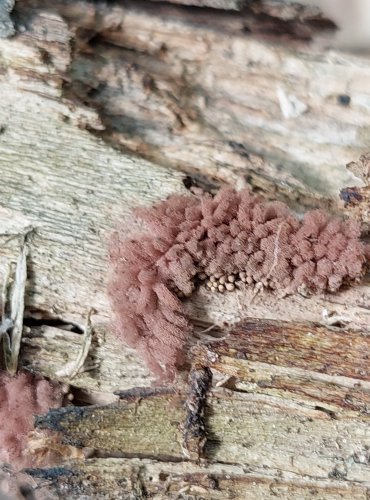 VLNATKA ČERVENÁ (Arcyria denudata) hlenka, FOTO: Marta Knauerová, 6/2023