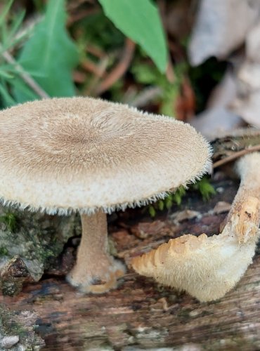 CHOROŠ PLÁSTVOVÝ (Polyporus arcularius) FOTO: Marta Knauerová, 6/2023