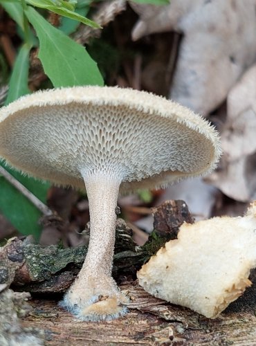 CHOROŠ PLÁSTVOVÝ (Polyporus arcularius) FOTO: Marta Knauerová, 6/2023