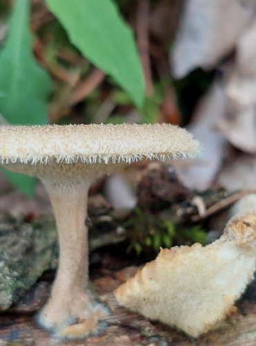 CHOROŠ PLÁSTVOVÝ (Polyporus arcularius) FOTO: Marta Knauerová, 6/2023