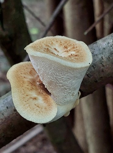 CHOROŠ ŠTĚTIČKATÝ (Polyporus tuberaster) FOTO: Marta Knauerová, 6/2023