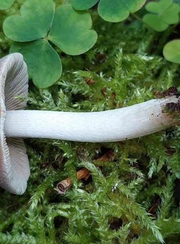 KŘEHUTKA bez bližšího určení (Psathyrella sp.) FOTO: Marta Knauerová, 6/20223