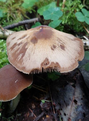 KŘEHUTKA bez bližšího určení (Psathyrella sp.) FOTO: Marta Knauerová, 6/20223