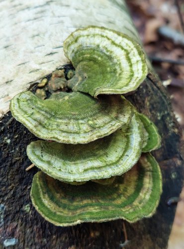 OUTKOVKA PESTRÁ (Trametes versicolor) FOTO: Marta Knauerová, 6/2023