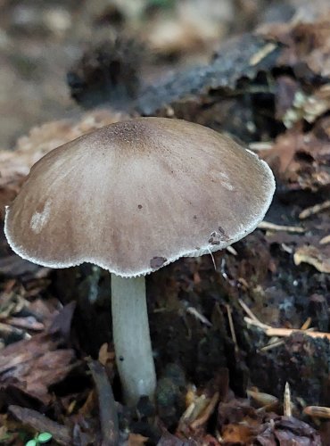 ŠTÍTOVKA JELENÍ (Pluteus cervinus) nebo ŠTÍTOVKA POUZAROVA (Pluteus pouzarianus) FOTO: Marta Knauerová, 6/2023