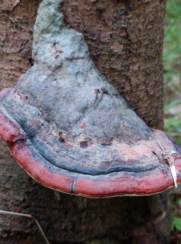 TROUDNATEC PÁSOVANÝ (Fomitopsis pinicola) FOTO: Marta Knauerová, 6/2023