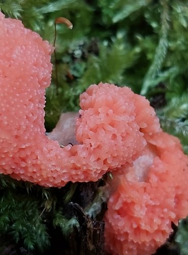 ZLEPNÍČEK JAHODOVITÝ (Tubifera ferruginosa) hlenka, FOTO: Marta Knauerová, 6/2023
