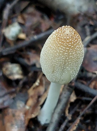 HNOJNÍK z okruhu HNOJNÍKU DOMÁCÍHO (Coprinellus domesticus agg.) FOTO: Marta Knauerová, 6/2023
